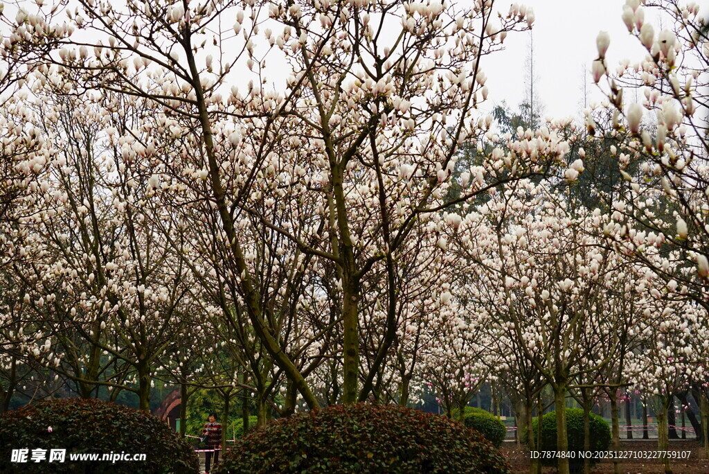 春日烂漫樱花树景