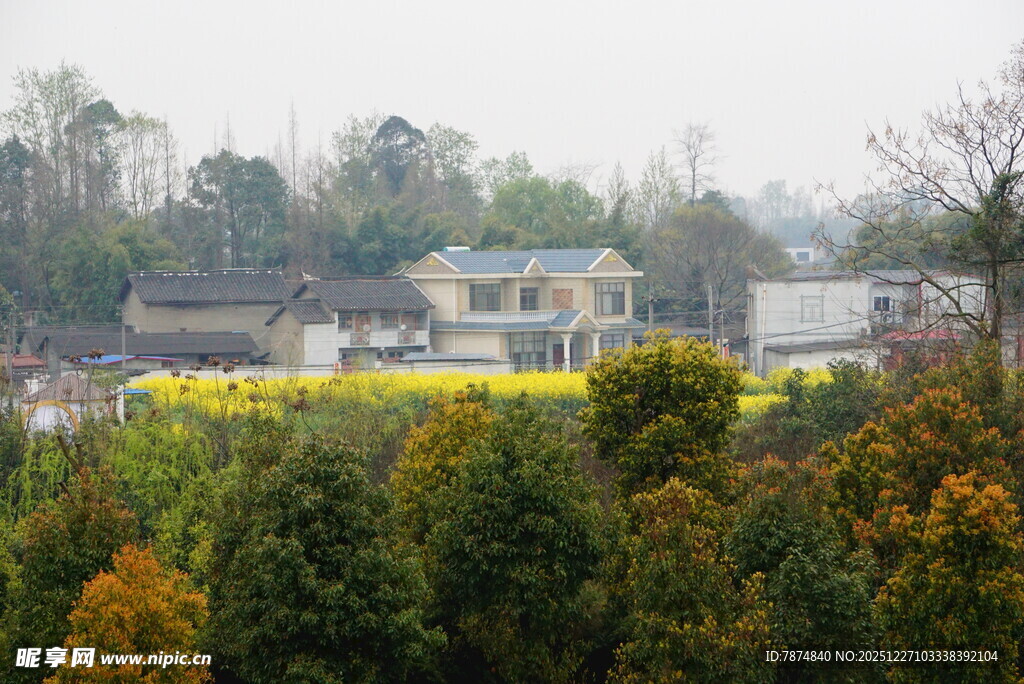 春日田野风光 绿树黄花