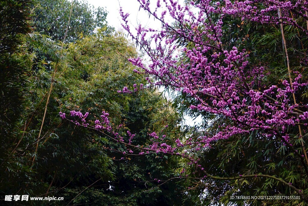 春日繁花绽放的绚烂景致