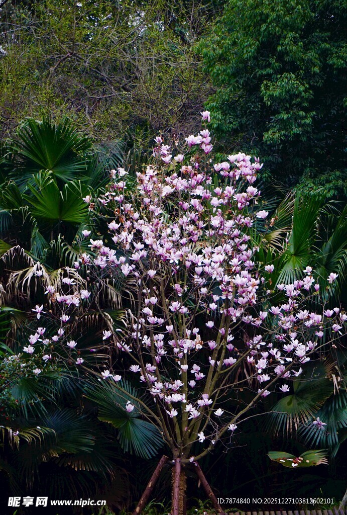 盛开的玉兰花树