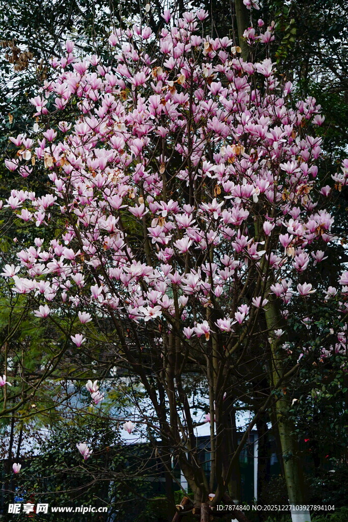 盛开的粉色玉兰花树