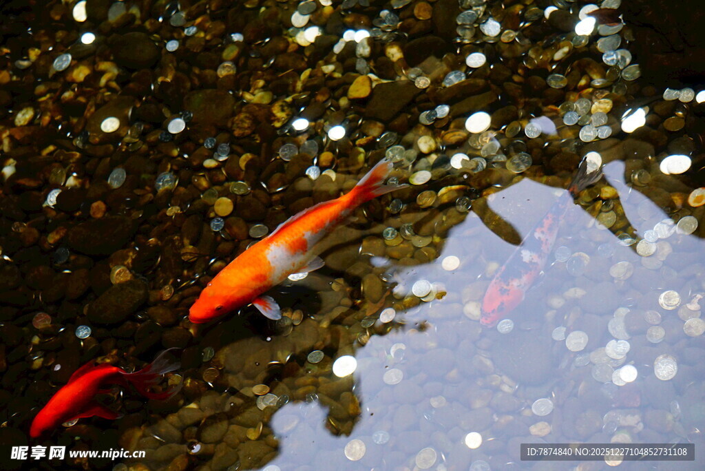 池塘中游动的鲜艳红金鱼