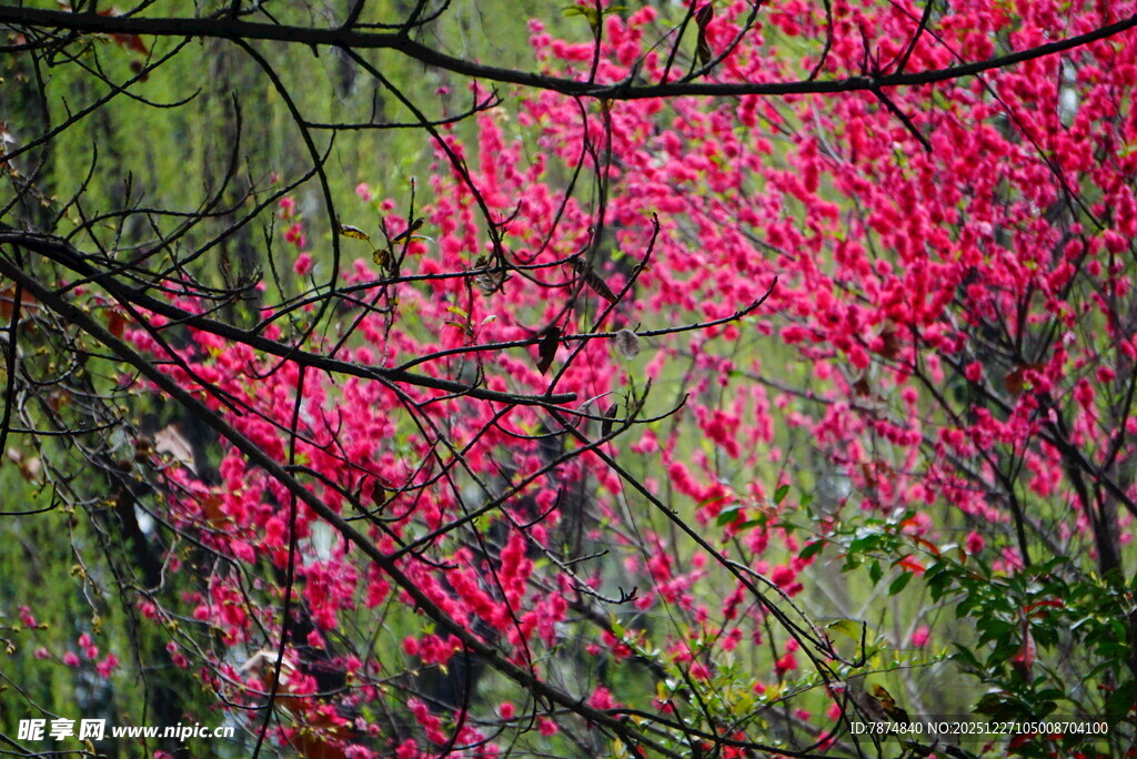 春日繁花绽放的烂漫景致