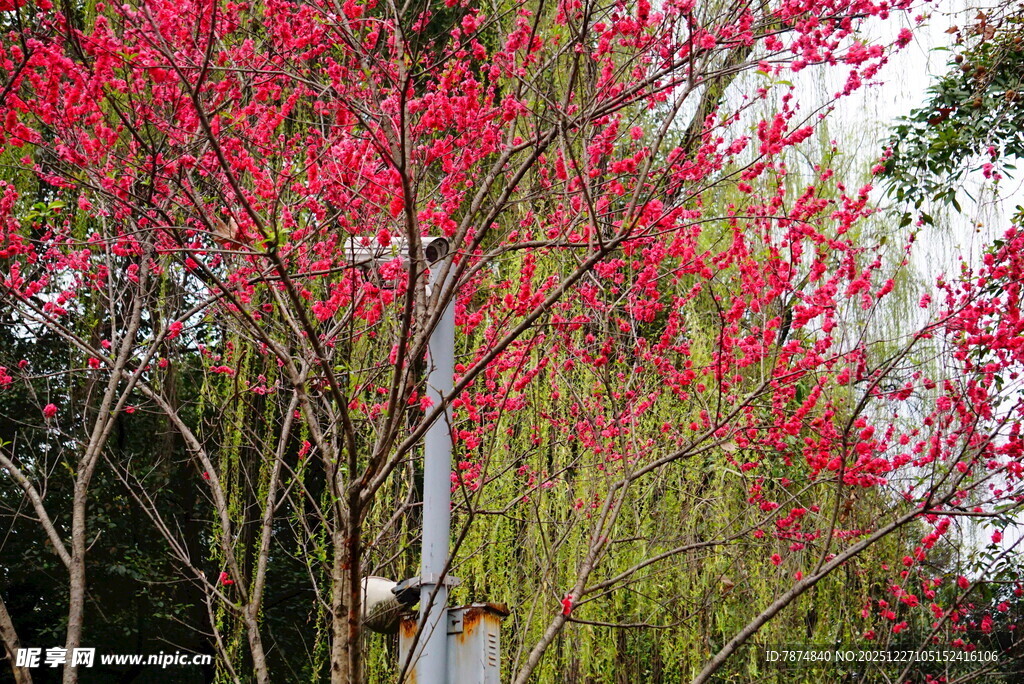 春日繁花绽放的绚烂景致