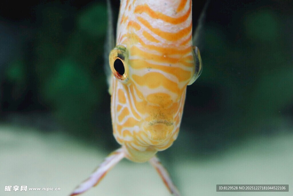 条纹鱼特写