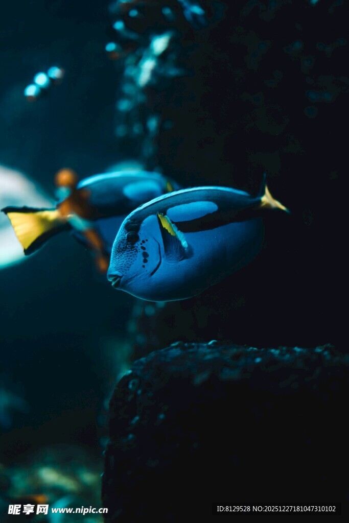 蓝色热带鱼在水中游动