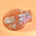 贝壳形状的透明玻璃盘