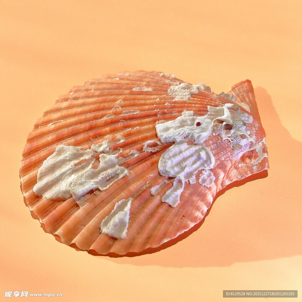 贝壳形状的透明玻璃盘