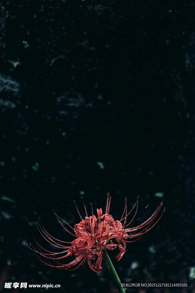 孤艳彼岸花绽放