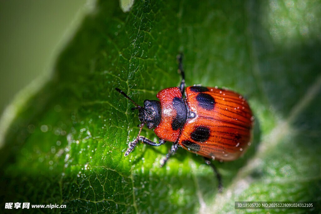 红黑瓢虫栖于绿叶上