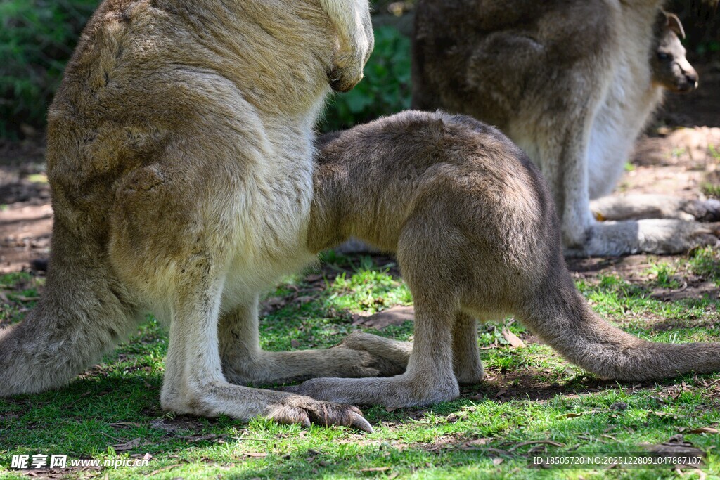 草地上的袋鼠母子