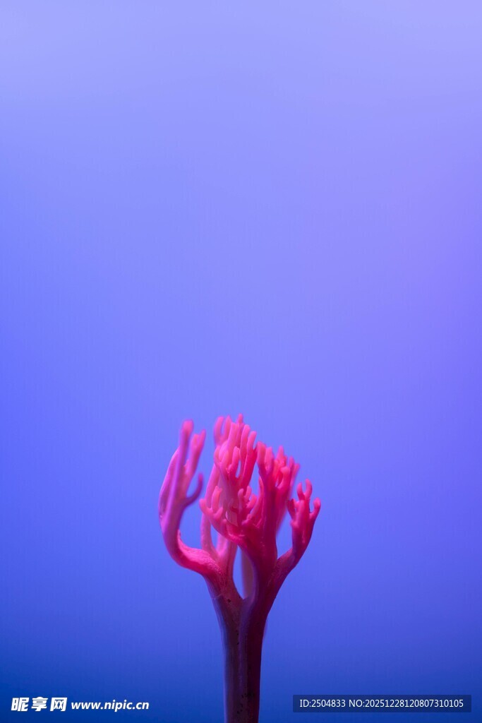 梦幻粉色花朵特写