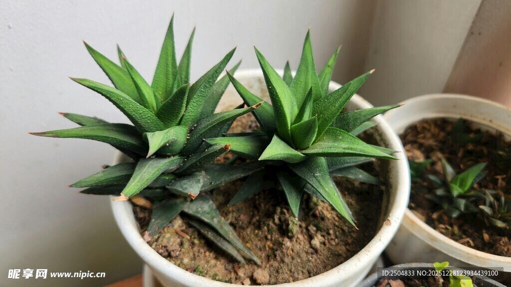 两株芦荟置于白色花盆中