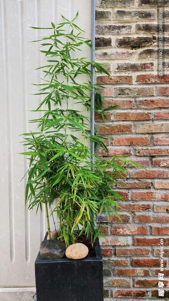 室内绿植 挺拔盆栽竹子