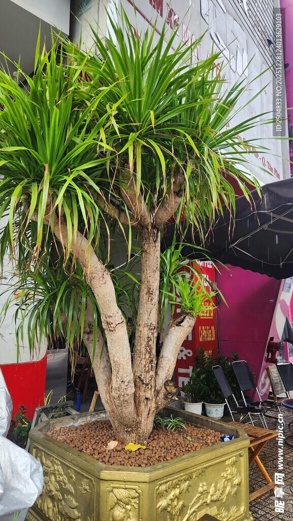 室内绿植龙血树盆栽展示