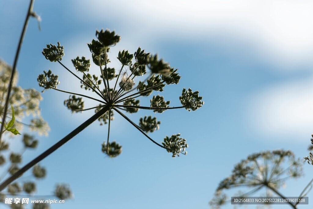蓝天背景下的伞状植物花朵