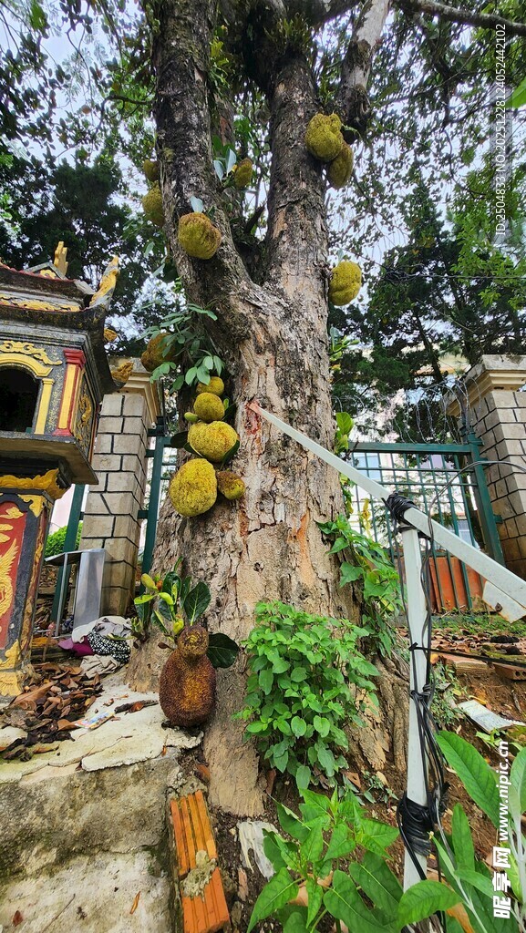 树上挂满奇特果实的景观