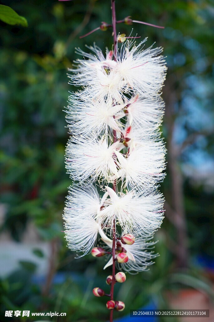 白色绒球状花朵特写