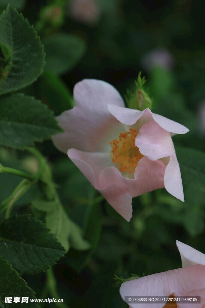 娇艳粉色花朵绽放