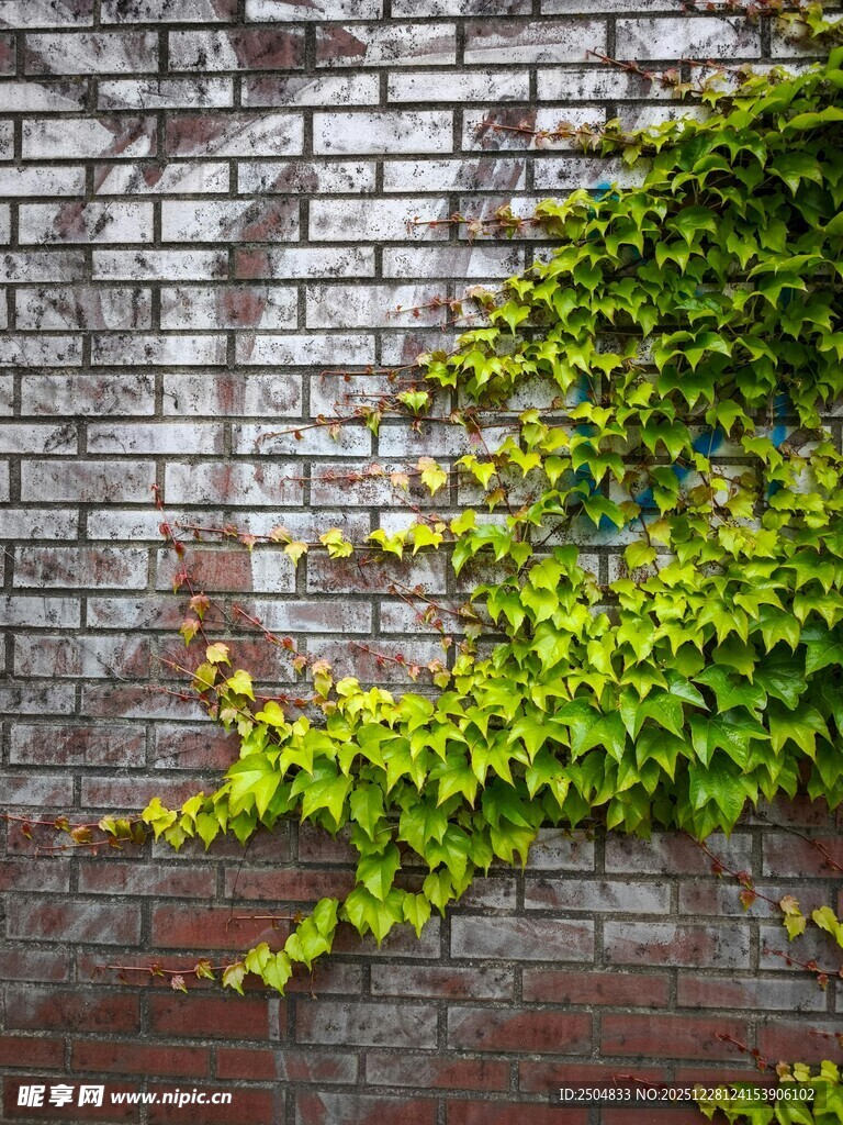 砖墙攀爬的翠绿藤蔓