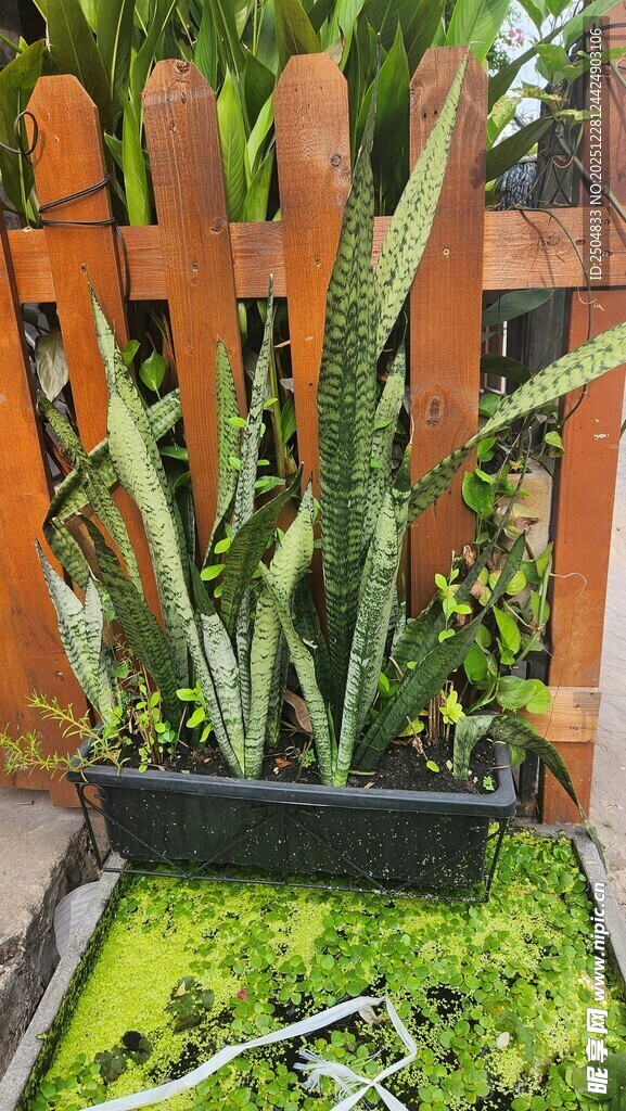 盆栽虎皮兰 绿意盎然