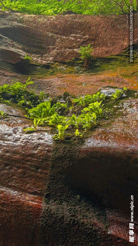 岩石上的翠绿苔藓景观