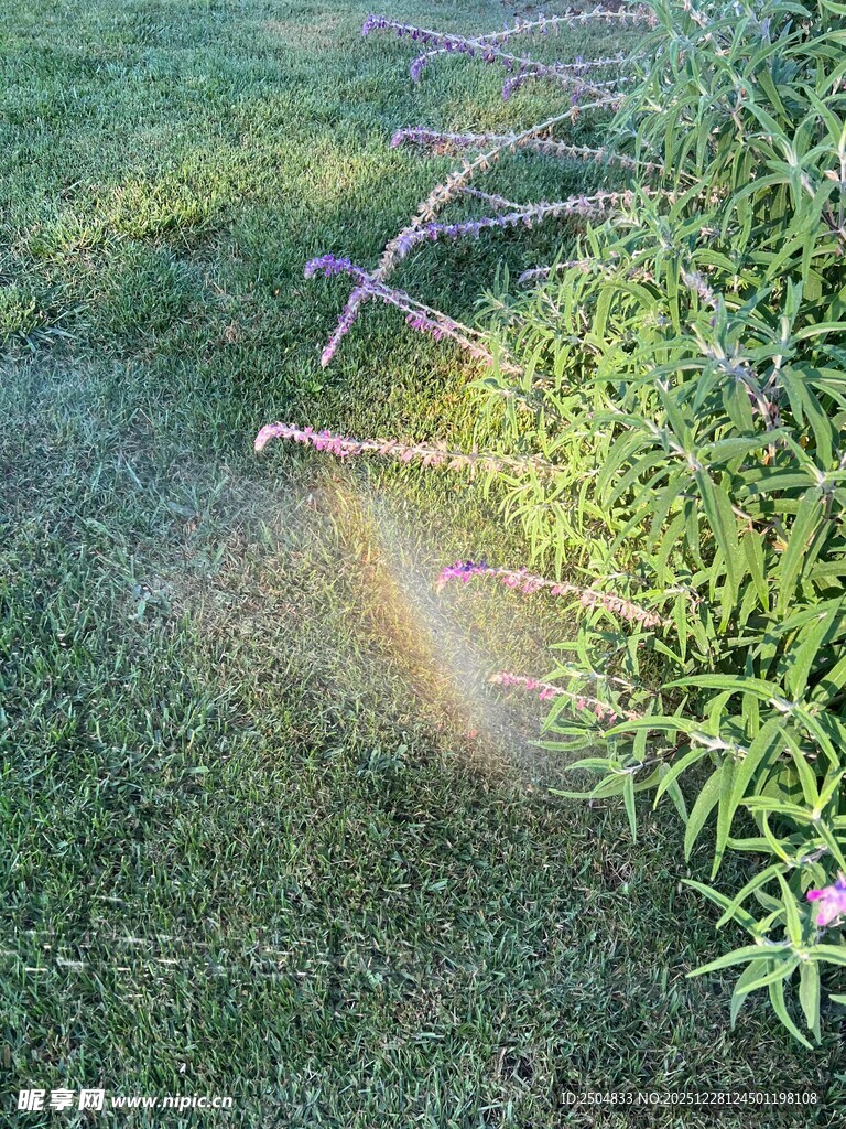 阳光洒落草地绿植间