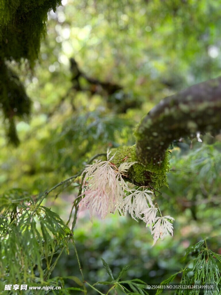 林间绿植与垂挂藤蔓景观