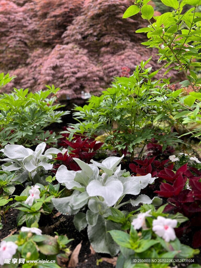 多彩花卉与绿植景观
