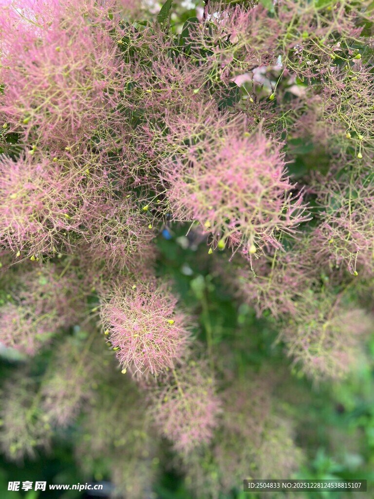 梦幻粉色绒毛状植物花朵