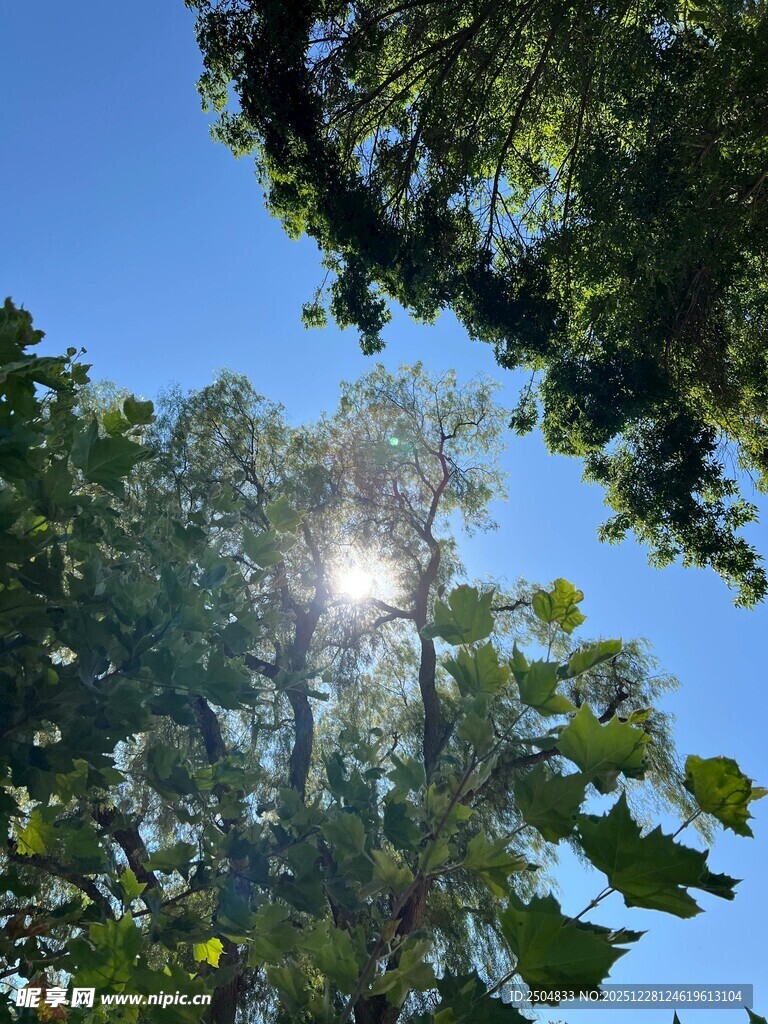 阳光透过树叶洒向蓝天