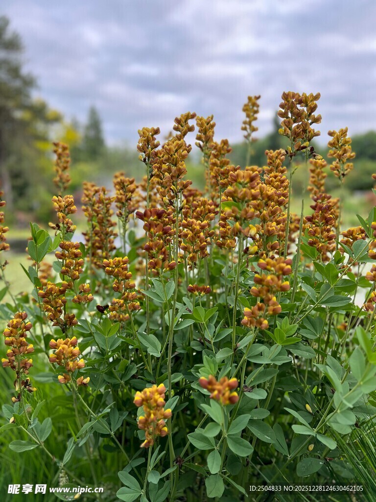 田野中的橙色小花绽放