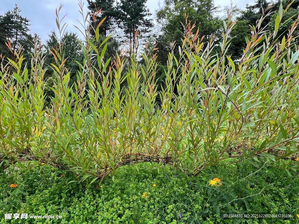 田野中的蓬勃绿植