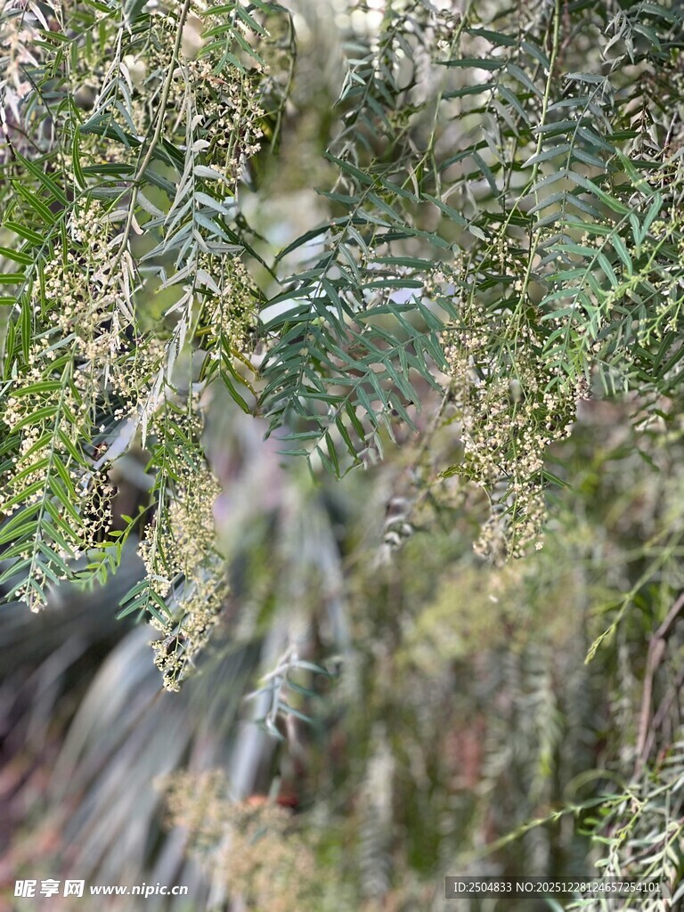 翠绿繁茂的植物枝叶