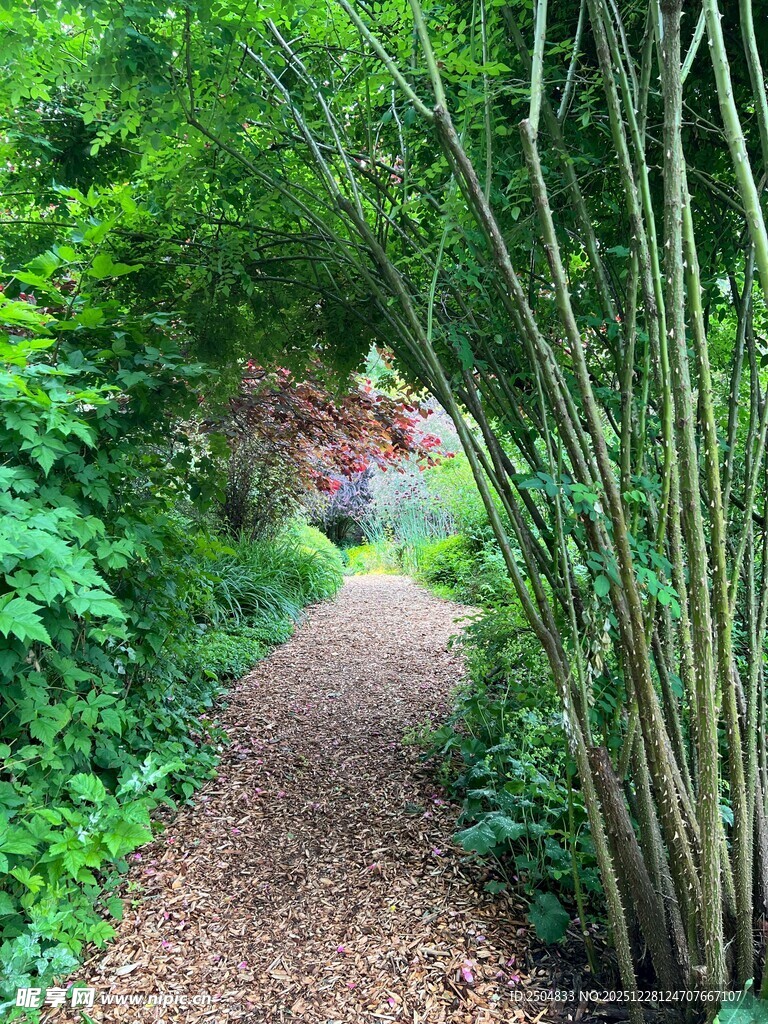 林间小径 绿意盎然的自然景