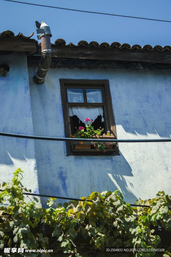 蓝墙窗边绿植生机景象