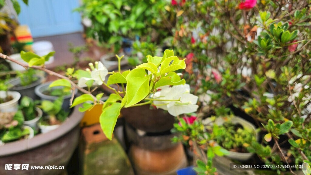 多彩盆栽 装点绿意生活
