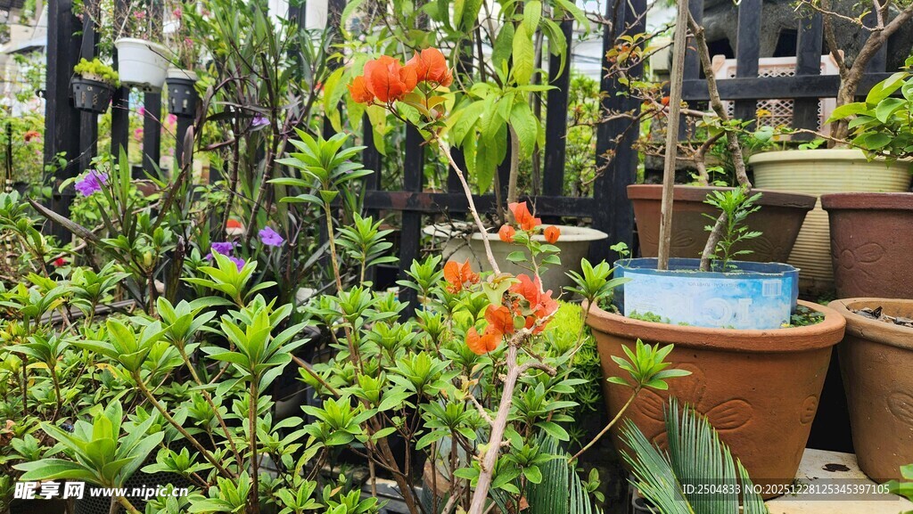 庭院绿植景观一角