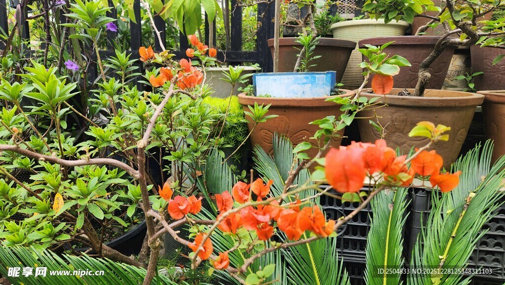 庭院中绽放的鲜艳花卉