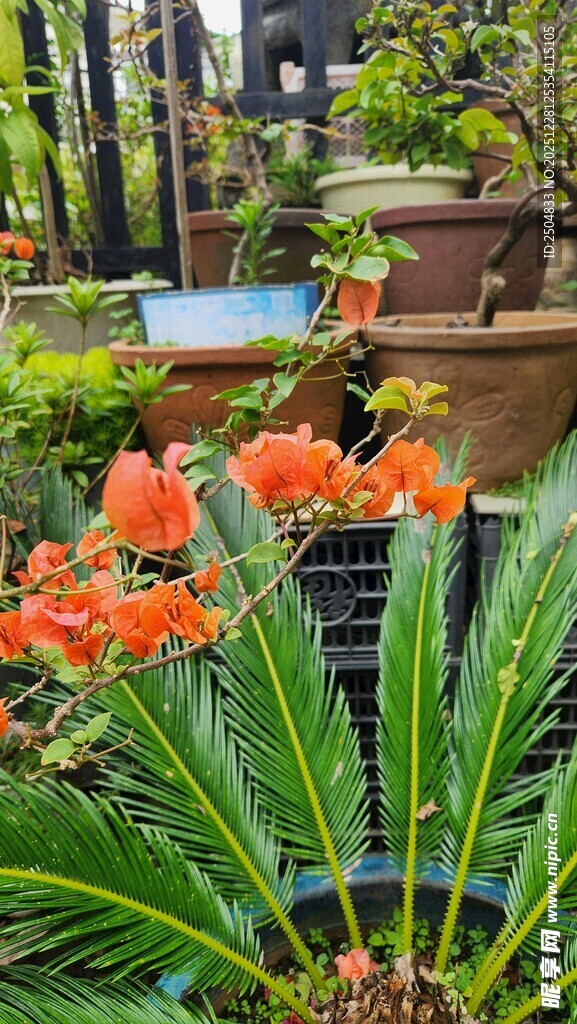 鲜艳绽放的盆栽花卉