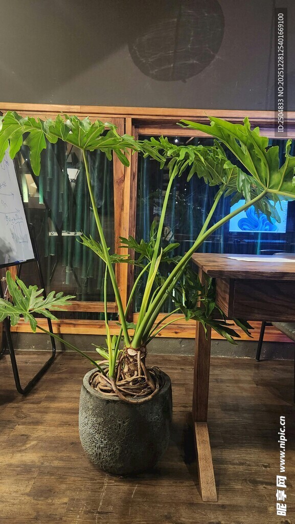 室内大型绿植盆栽景观