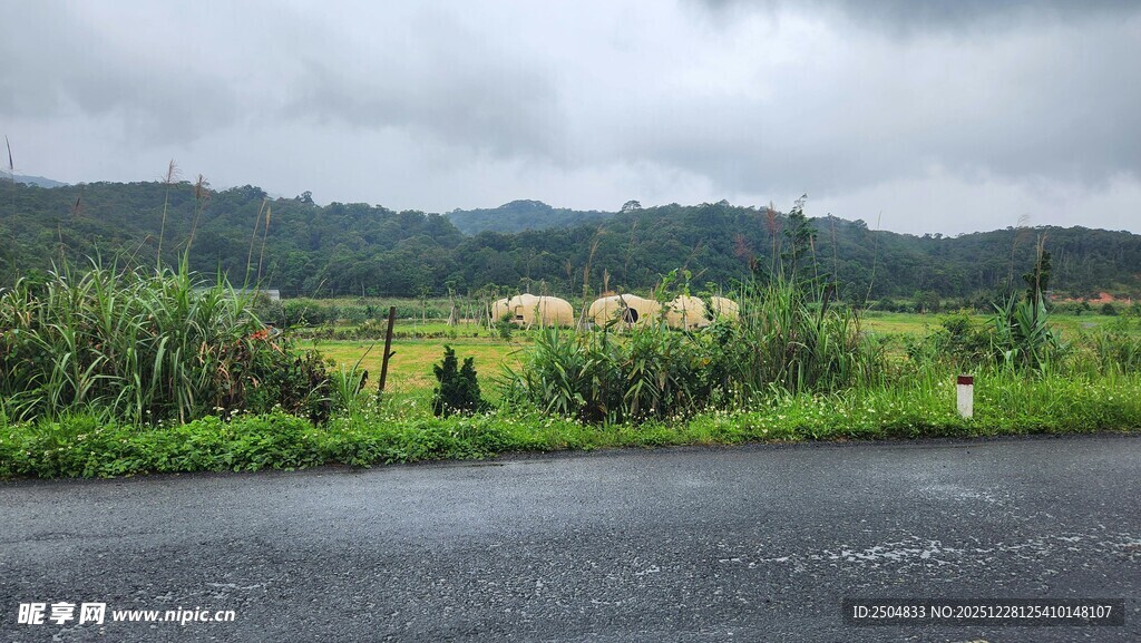 乡村公路旁的绿野风光