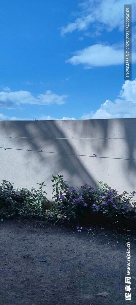 墙边暗影与蓝天绿植