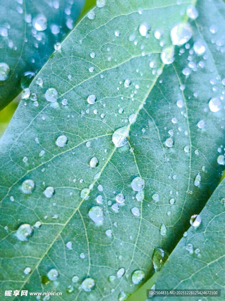 绿叶上晶莹的水珠