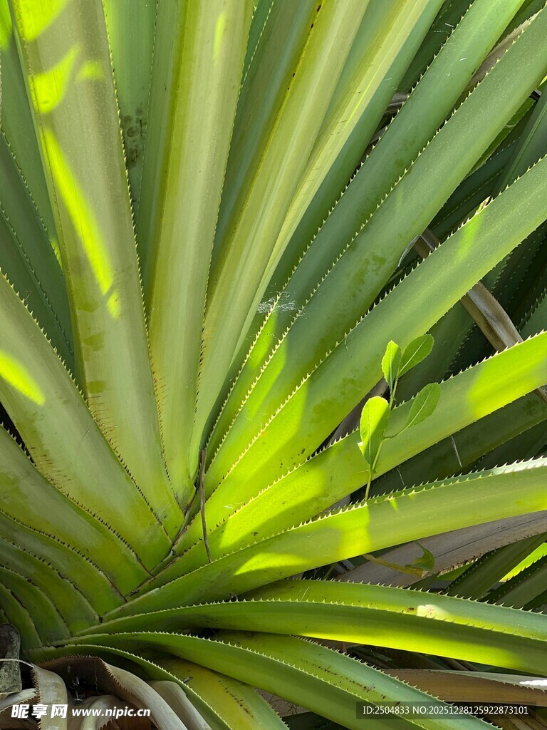 阳光下的翠绿棕榈叶