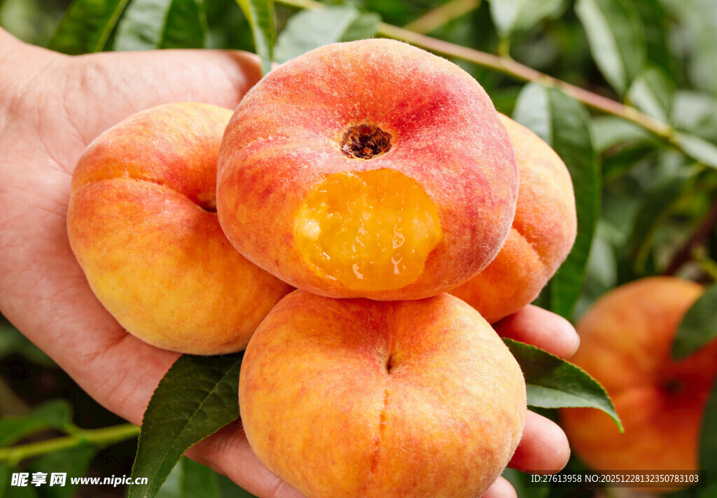 手捧成熟的蟠桃