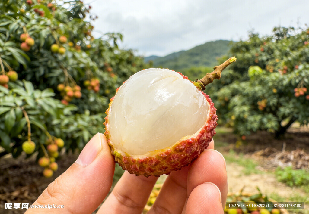 手捧剥开的荔枝