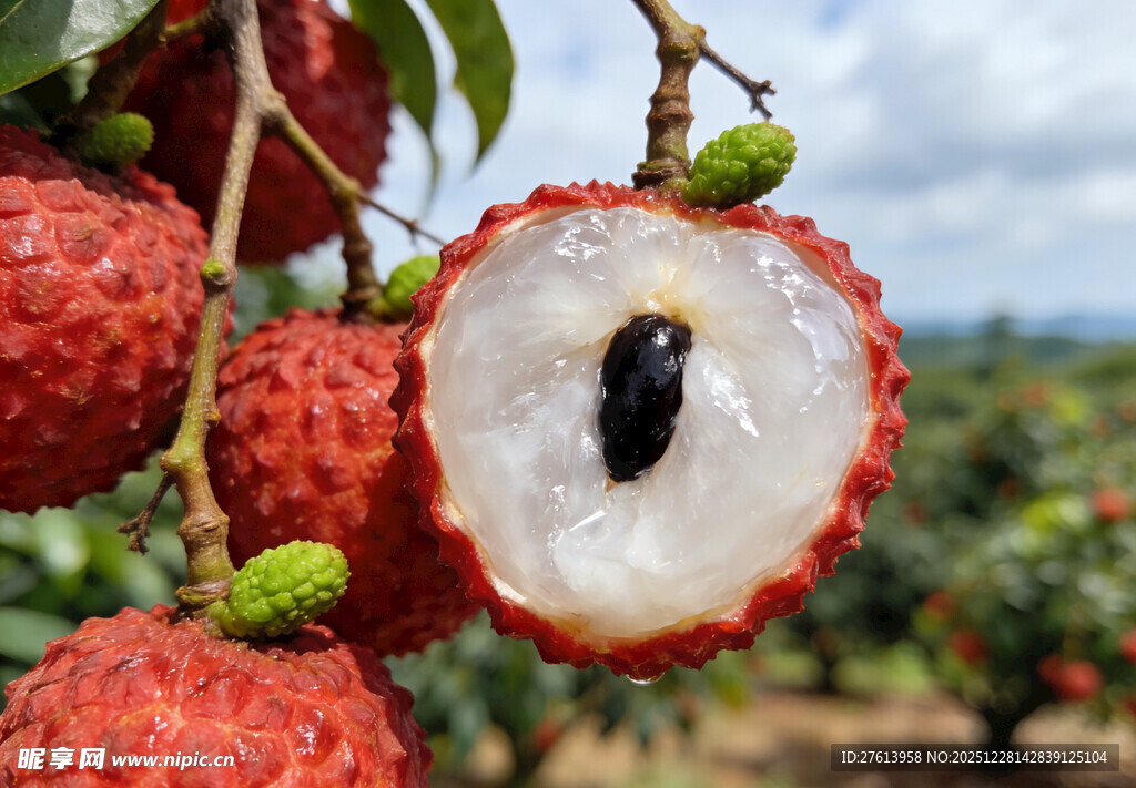 新鲜采摘的荔枝