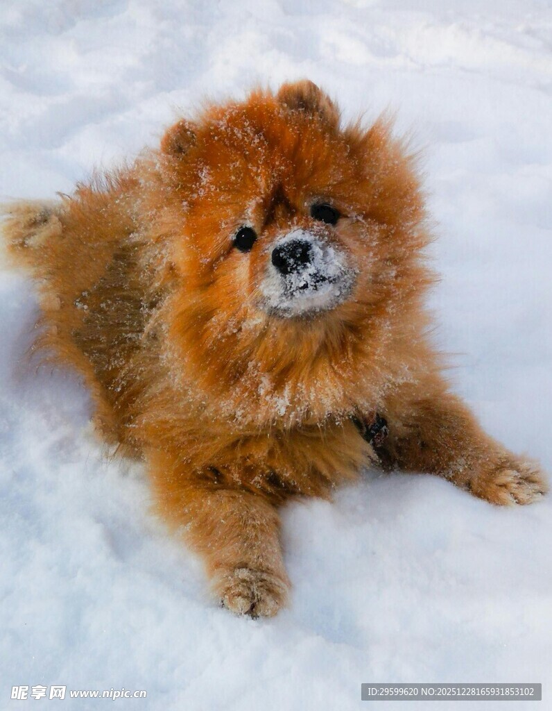 雪地中的蓬松博美犬