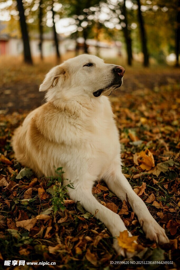 秋日林间休憩的金毛犬
